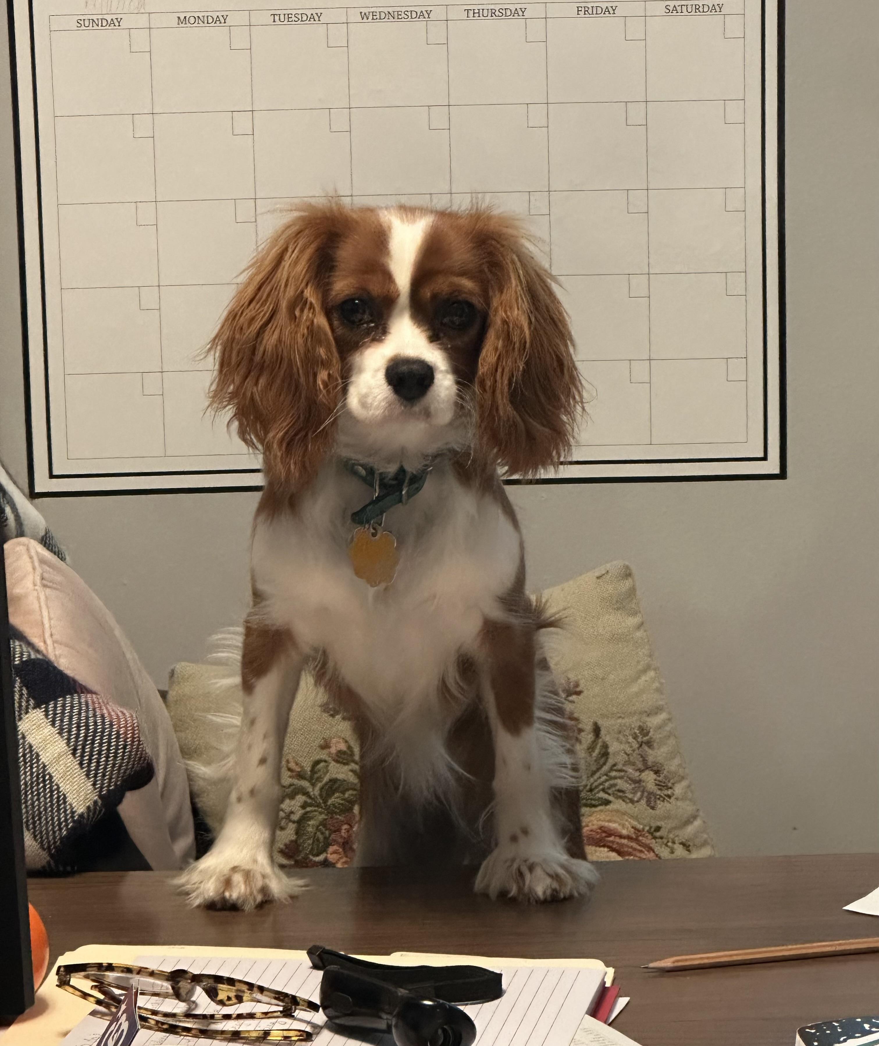 Cardinal Roofing of Brandon, FL