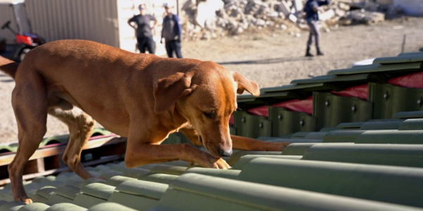 Sniffing out survival