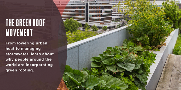 The green roof movement
